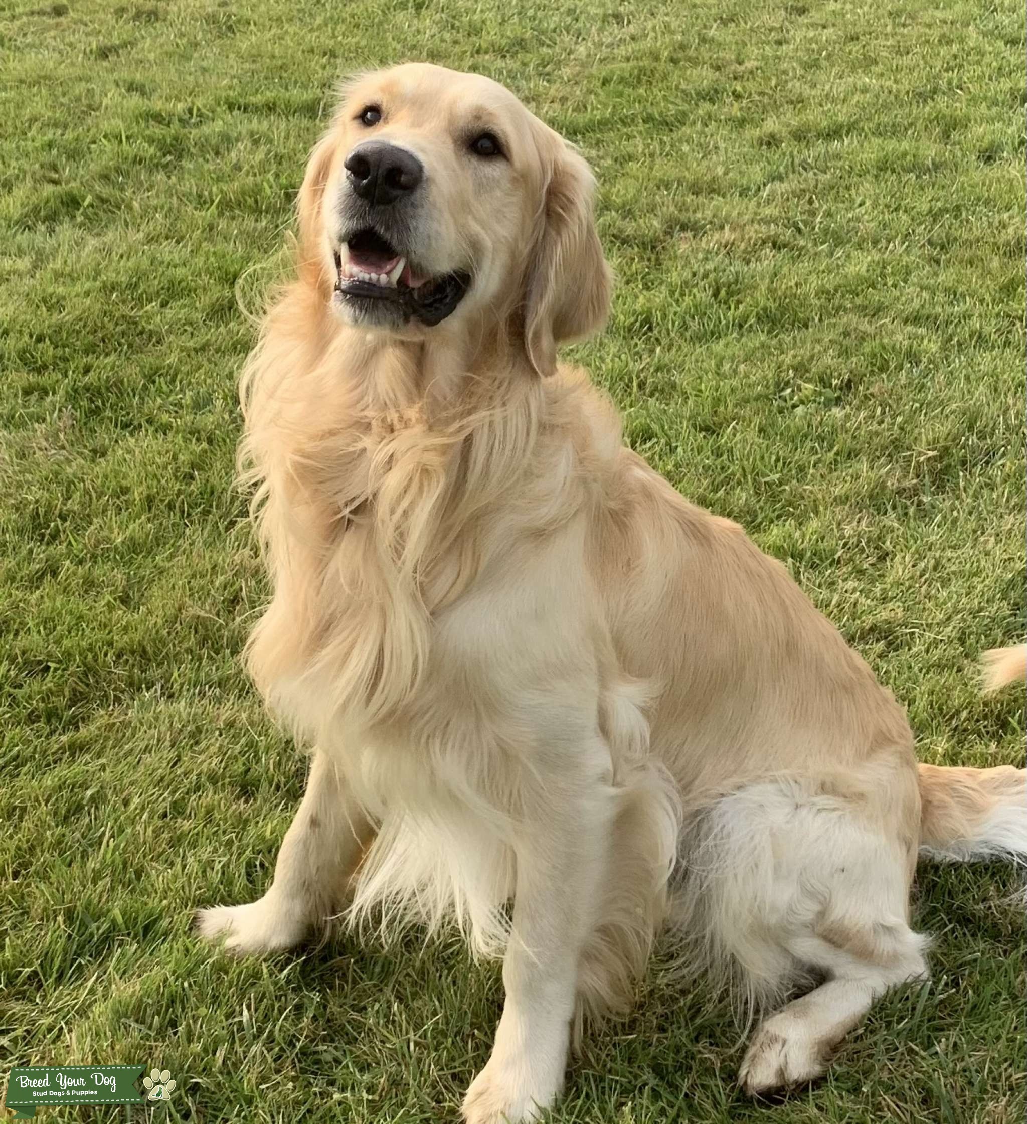 English Cream Golden Retriever Stud Male Stud Dog PNW Breed Your Dog