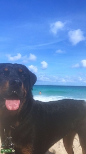Female Rottweiler looking for Stud Listing Image