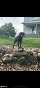 2 Year Old AKC Male Chocolate Lab Listing Image