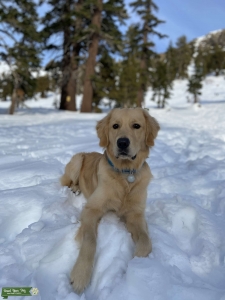 Golden Retriever Stud Listing Image
