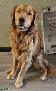  Golden Retriever  Listing Image