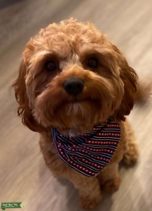 Cavapoo Stud Available  Listing Image
