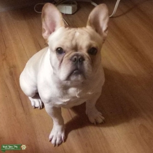 Davinci The Frenchie Listing Image