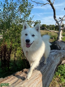 Stud dog Listing Image