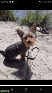 Friendly yorkie! Good natured!!! Listing Image