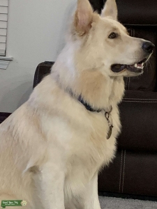 Purebred White German Shepherd!! Listing Image