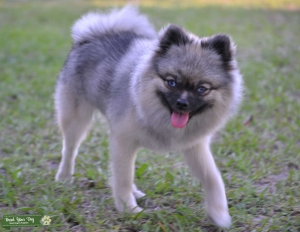 Mini Wolf Sable Pomsky looking for stud  Listing Image
