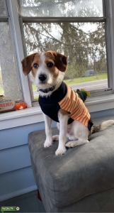 BEAGLE MALE Listing Image