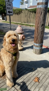 Great with Kids, Stud Goldendoodle Listing Image