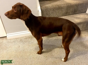 Bocker for stud Listing Image Thumbnail