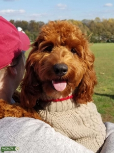 Red Cockapoo 24lbs Listing Image