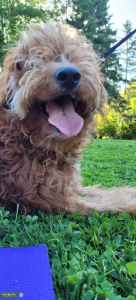 F1 health tested Goldendoodle Listing Image