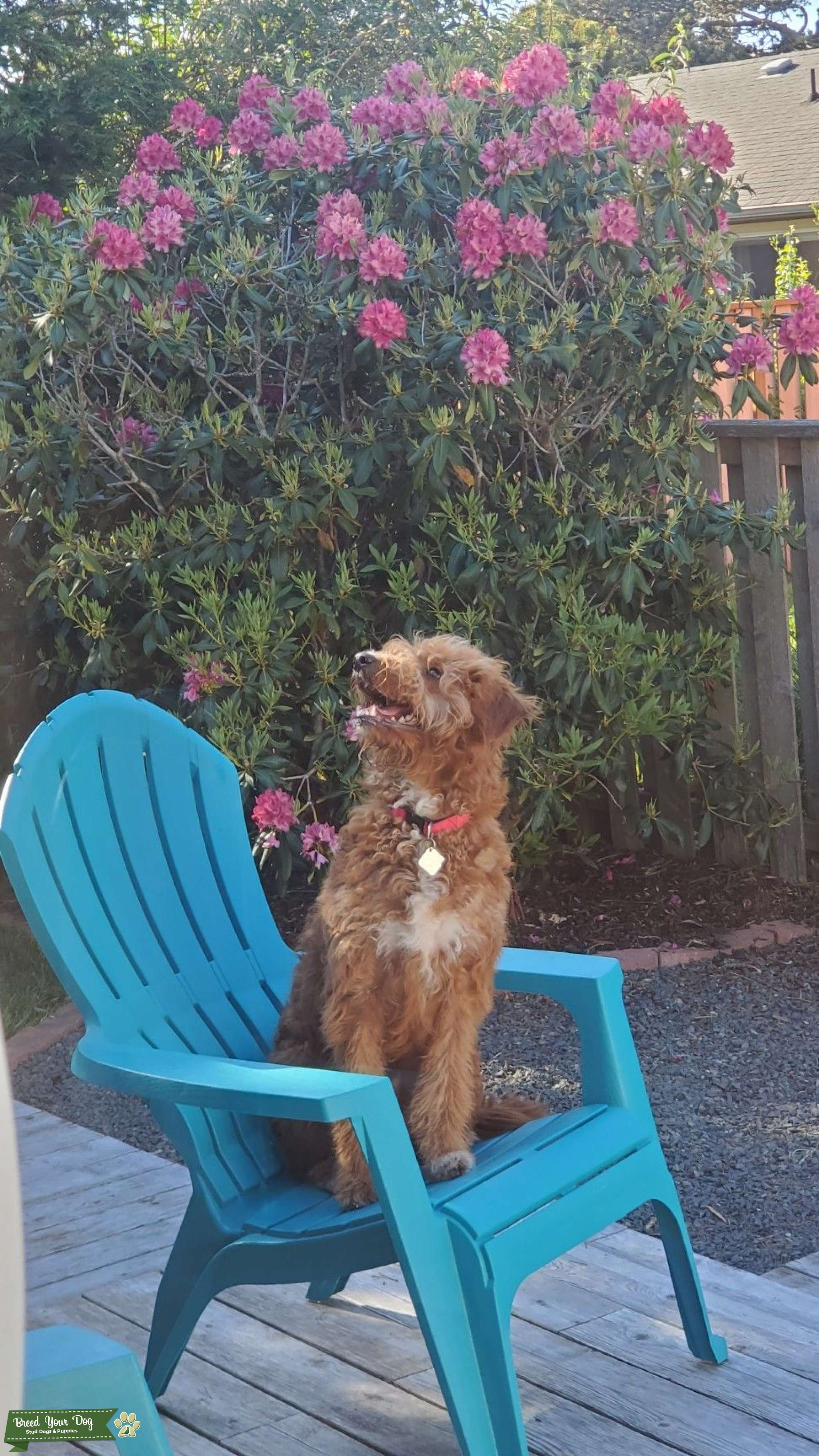 F1 health tested Goldendoodle Stud Dog Oregon/Washington Breed Your Dog