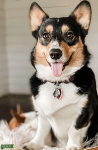 Pembroke Welsh Corgi Male for Stud Listing Image