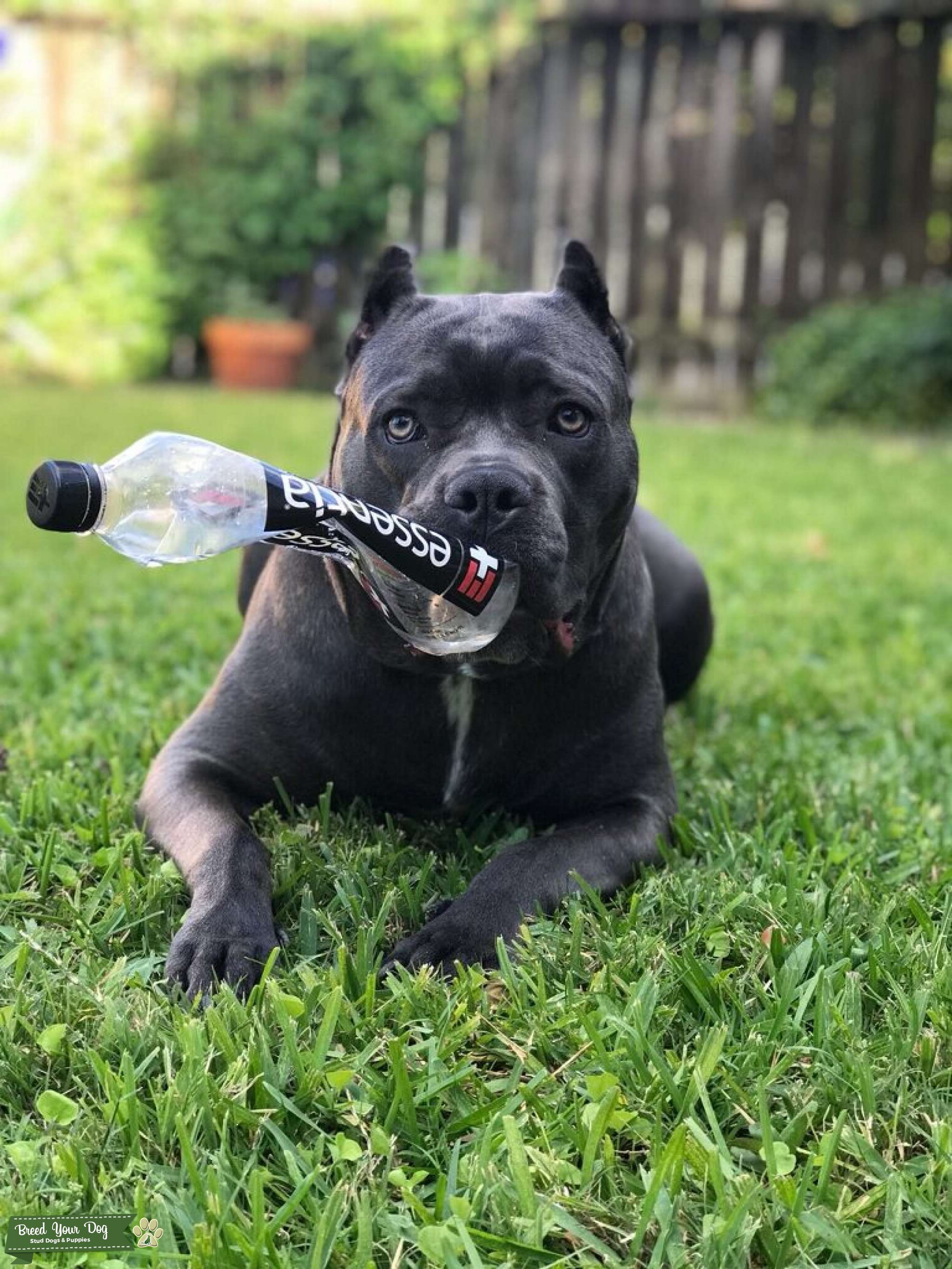 Cane Corso All About This Confident Dog Breed 380