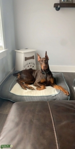 Red and rust female Doberman  Listing Image