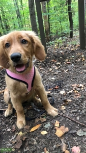 Red Golden Retriever  Listing Image