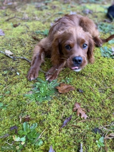 50% cocker spaniel 50% cavalier mix  Listing Image