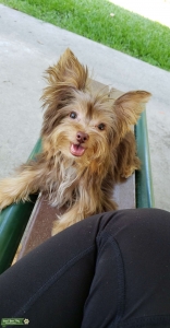 Tiny Chocolate Yorkie Listing Image