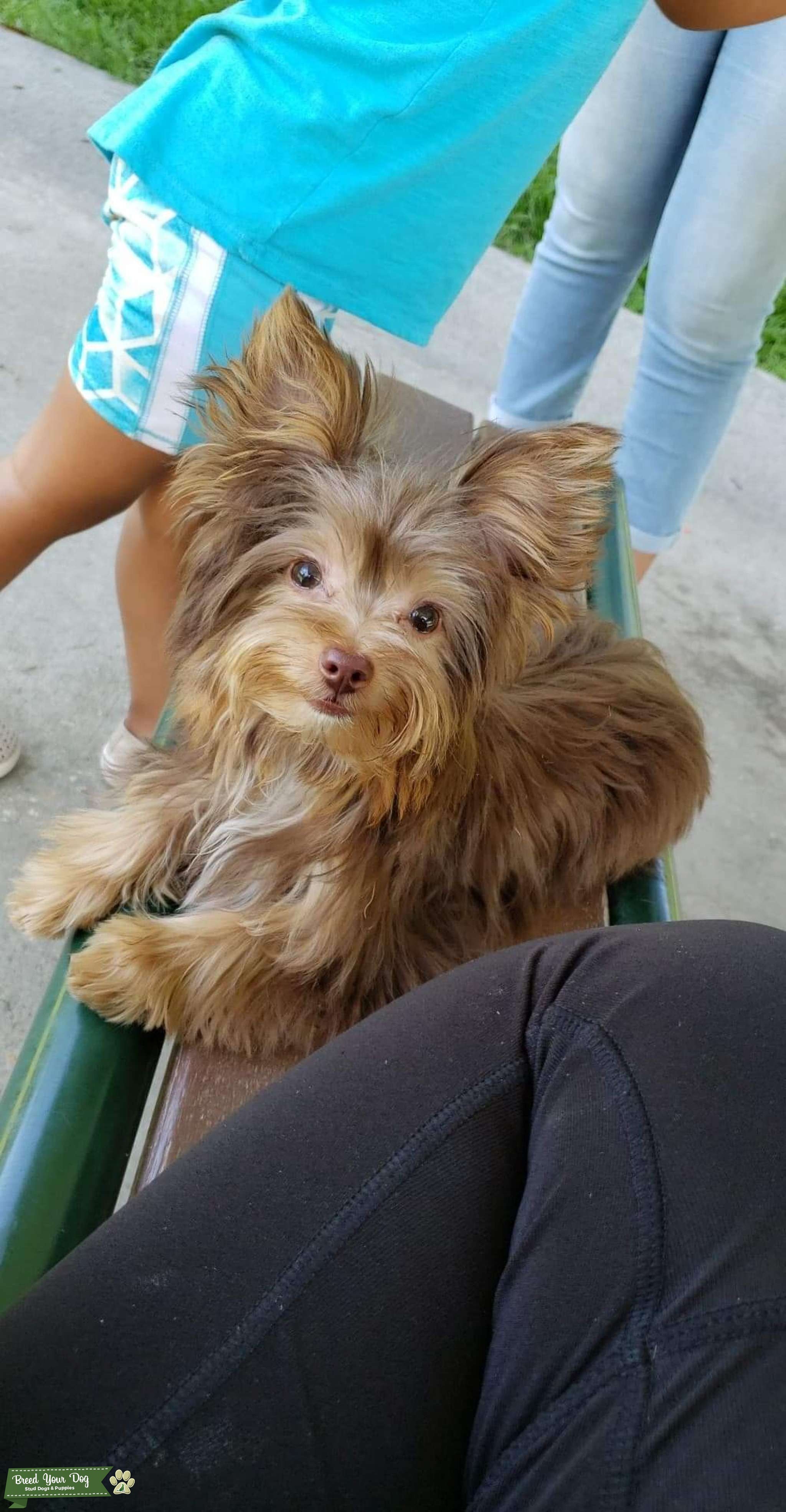 Tiny Chocolate Yorkie Stud Dog in Louisiana, United States Breed