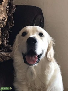 Purebred English Golden Retriever  Listing Image