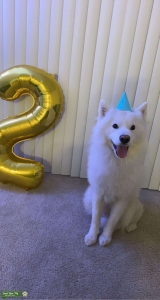 Samoyed stud  Listing Image