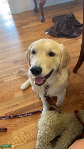 Golden Retriever Stud Listing Image
