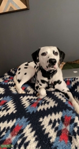Dalmatian Stud Listing Image