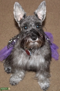 Looking to mate my beautiful Luna Listing Image