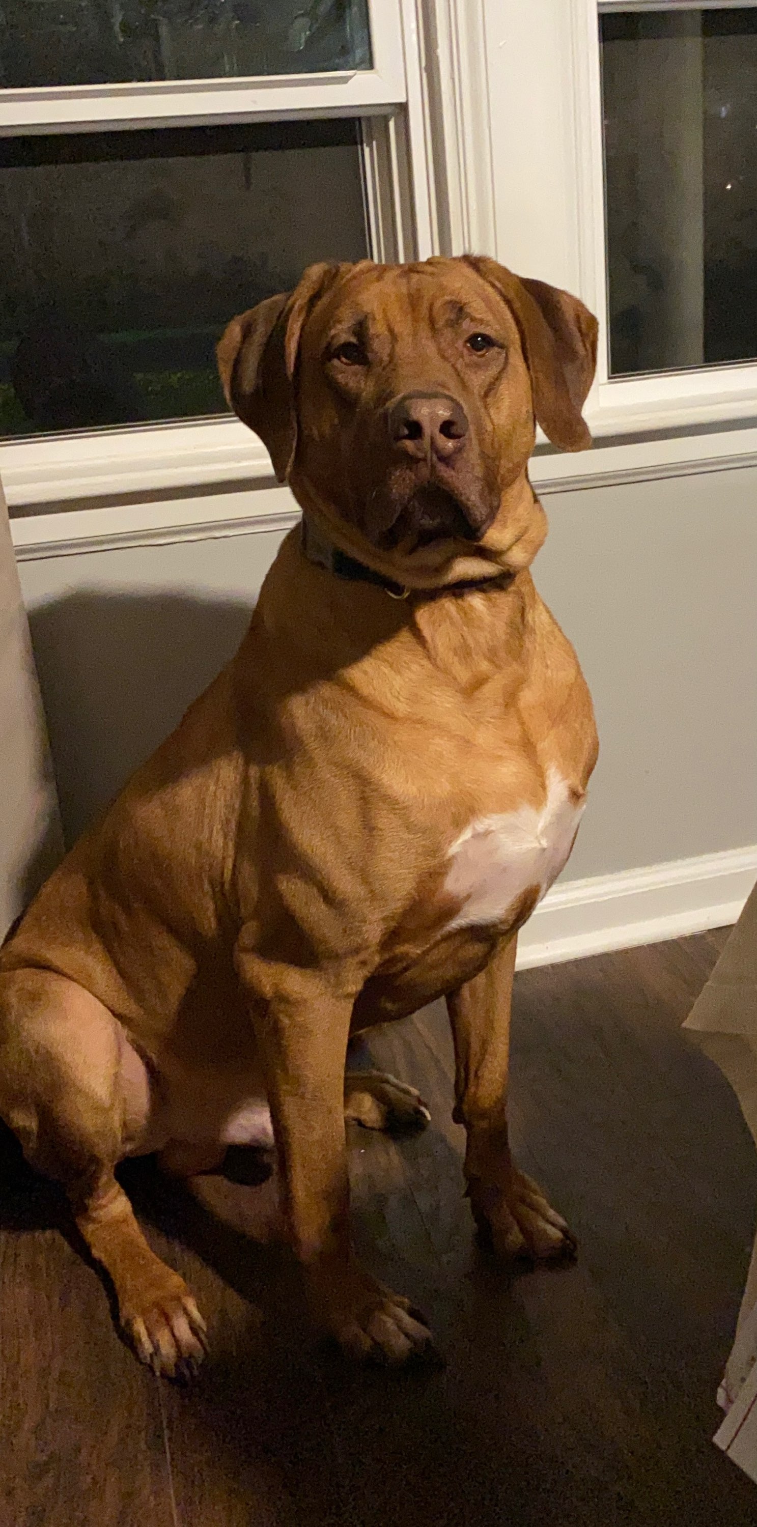 Hi! Ladies (Light Red Wheaten, Liver Nose, Ridgeback) Stud Dog in