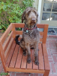 Large chocolate brown / silver labradoodle Listing Image