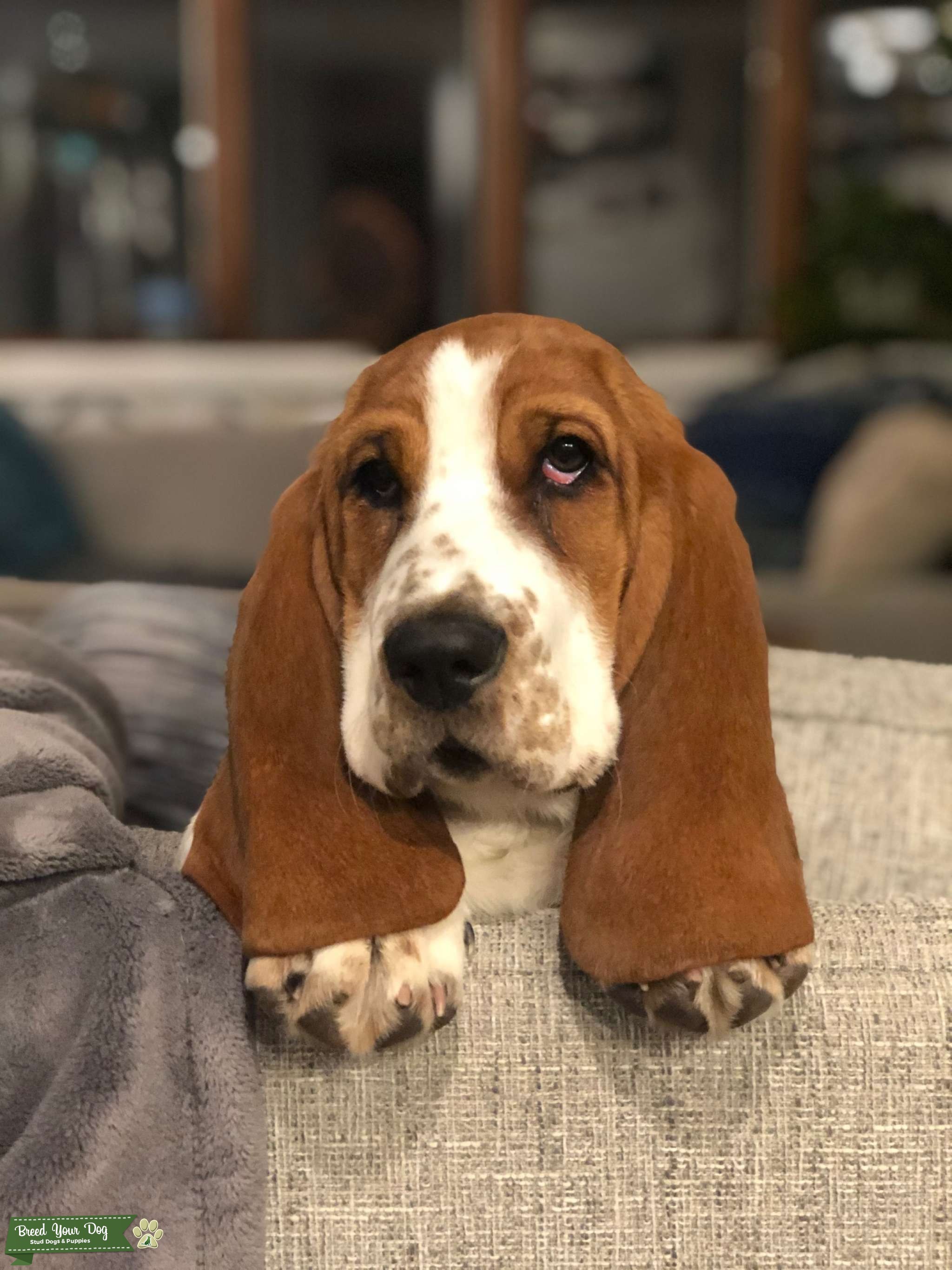 Basset Hound Lady Stud Dog in New Jersey, United States Breed Your Dog