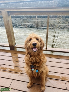 DNA-tested, CKC F1 Goldendoodle (PROVEN STUD) Listing Image