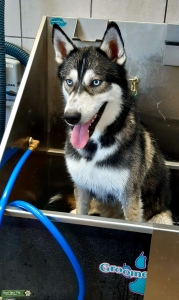 Wolf Hybrid  Listing Image