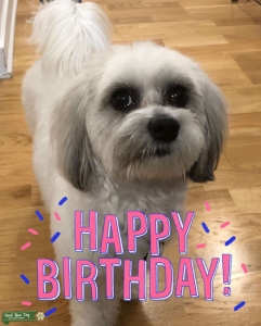 Looking a girlfriend (Bichon/Shih Tzu) Listing Image