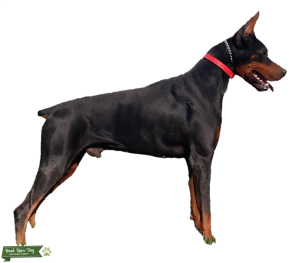 Euro Doberman - CH Pedigree - TESTED & CLEAN/CLEAR!! Listing Image