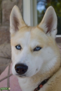 Almost two and looking for Siberian husky mate Listing Image
