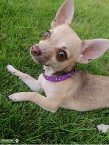 chihuahua stud near me