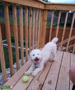 Cream Maltipoo Male Cute and Good Tempered Listing Image