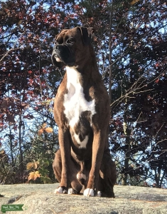 Boxer Stud Dog Listing Image