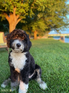 Miniature Bernedoodle Stud Listing Image