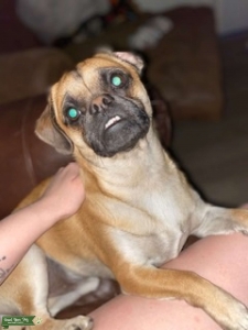 Bear! 3/4 pug 1/4 chihuahua  Listing Image