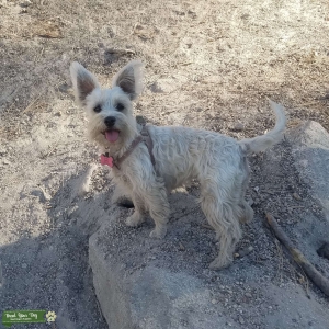 Silver Miniature Schnauzer  Listing Image
