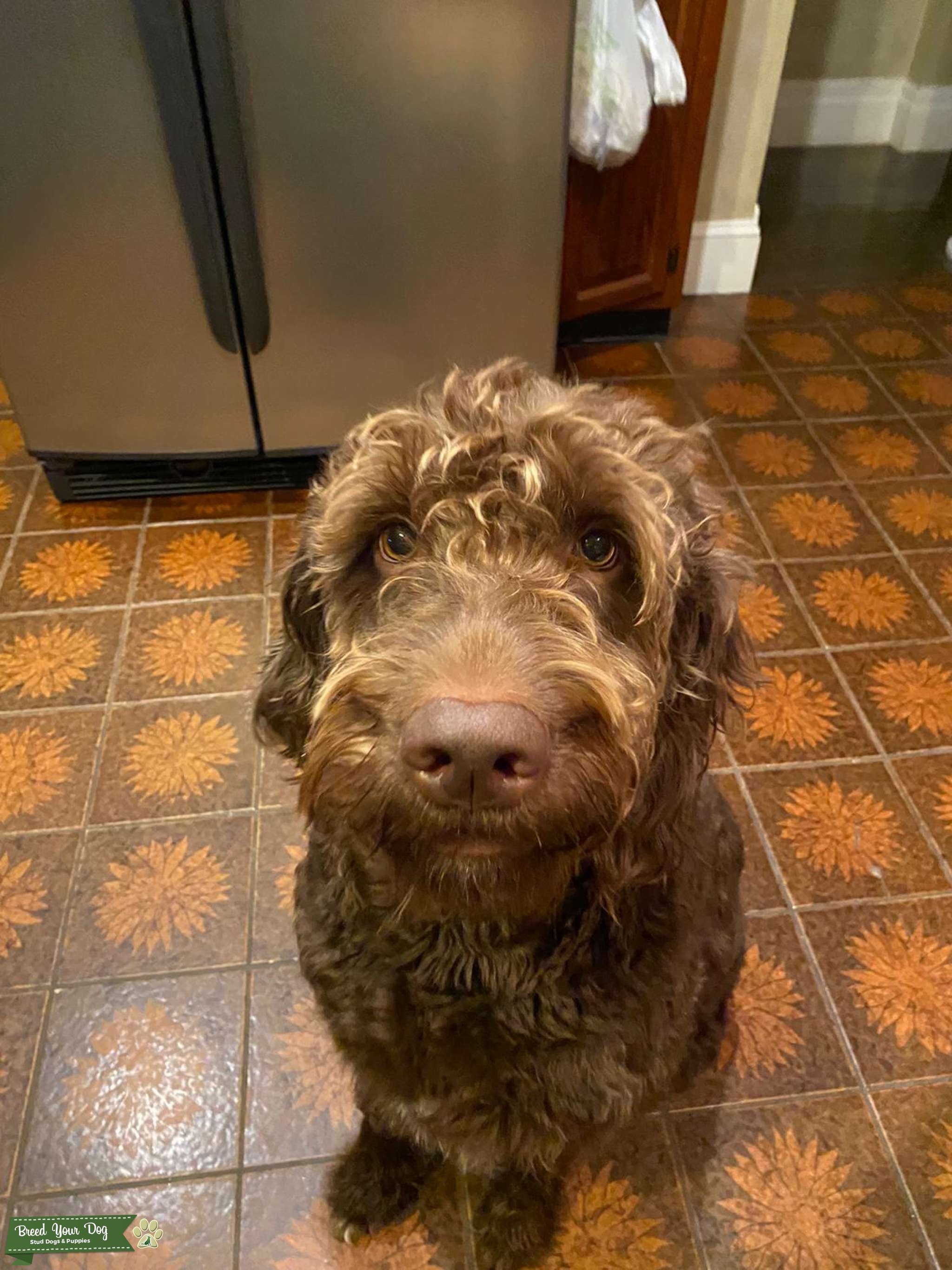 Chocolate labradoodle Stud Dog in New York, the United States Breed