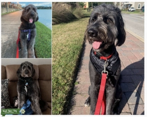 Bernedoodle Puppy Stud Listing Image