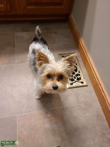 Parti Yorkie Listing Image
