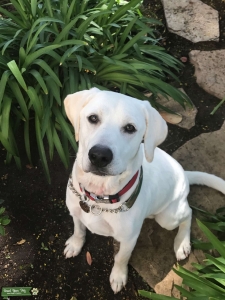 White Labrador Retriever  Listing Image