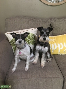Black and Silver Mini Schnauzer Listing Image