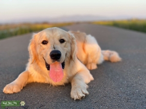 Male golden retriever looking for female Listing Image