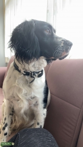 Springer Spaniel  Listing Image